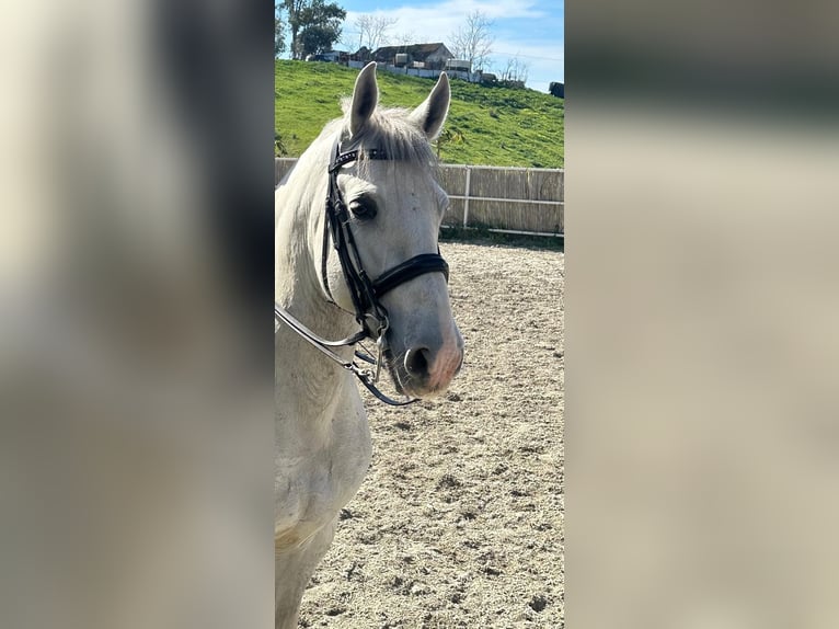 PRE Mestizo Caballo castrado 12 años 165 cm Tordo rodado in Martfeld