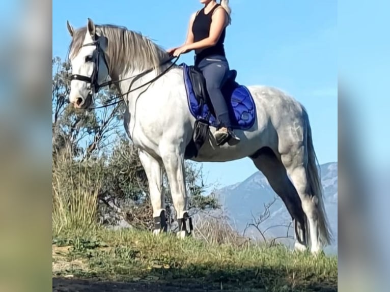 PRE Mestizo Caballo castrado 12 años 165 cm Tordo rodado in Martfeld