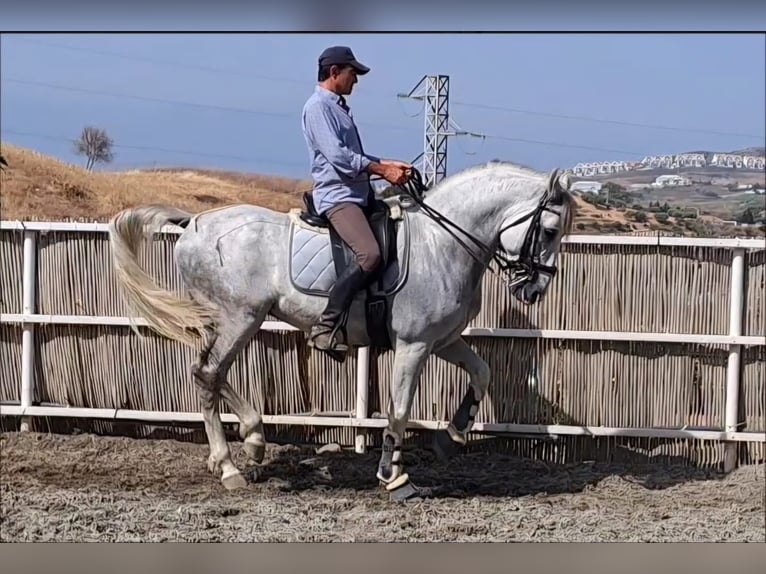 PRE Mestizo Caballo castrado 12 años 165 cm Tordo rodado in Martfeld