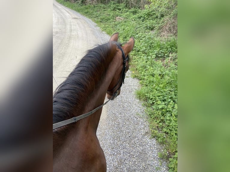 PRE Mestizo Caballo castrado 12 años 166 cm Castaño rojizo in Malsch