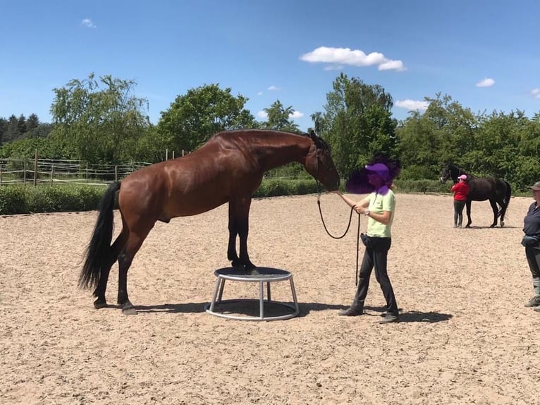 PRE Mestizo Caballo castrado 12 años 166 cm Castaño rojizo in Malsch