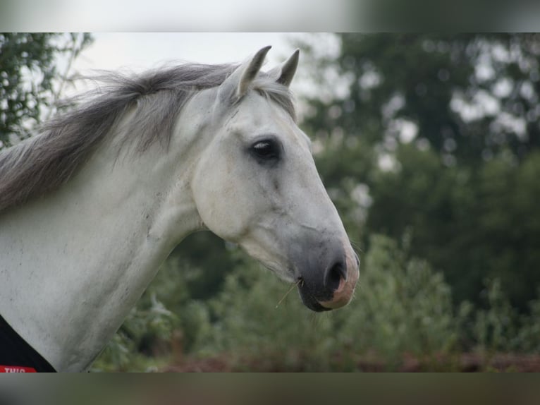 PRE Mestizo Caballo castrado 12 años 167 cm White/Blanco in Leerbroek