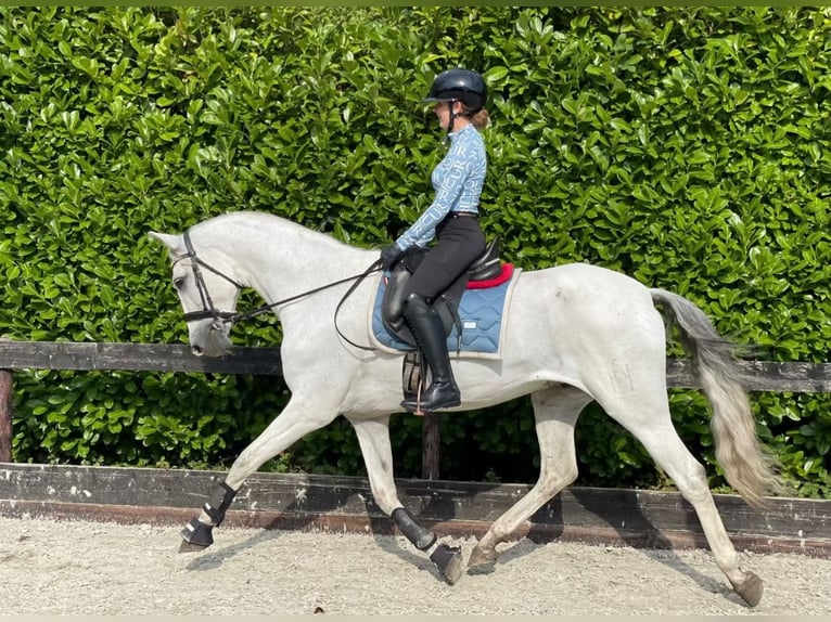 PRE Mestizo Caballo castrado 12 años 167 cm White/Blanco in Leerbroek