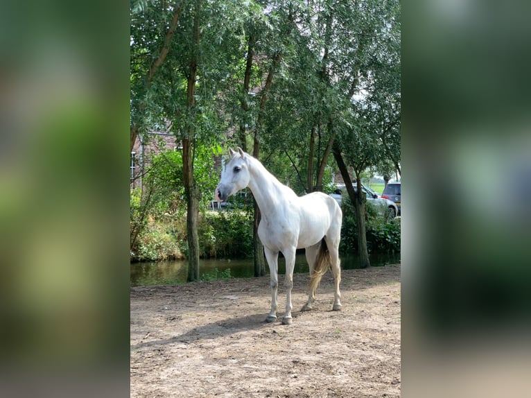 PRE Mestizo Caballo castrado 12 años 167 cm White/Blanco in Leerbroek