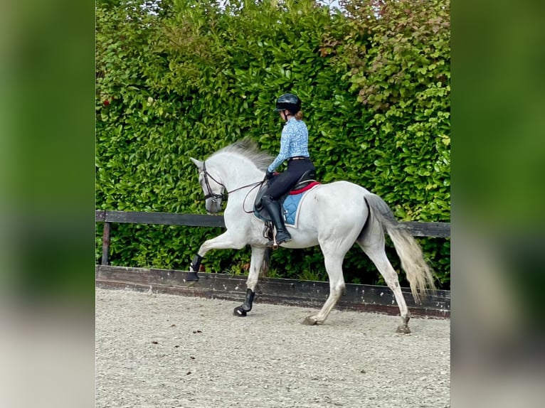 PRE Mestizo Caballo castrado 12 años 167 cm White/Blanco in Leerbroek