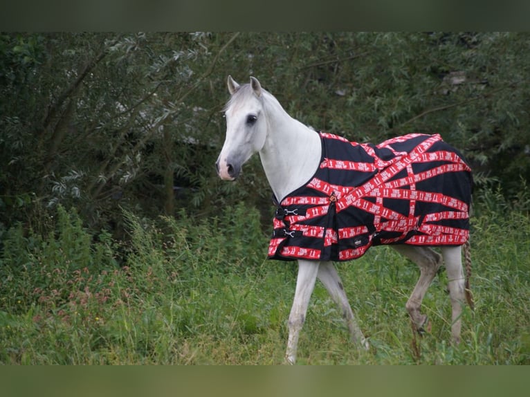 PRE Mestizo Caballo castrado 12 años 167 cm White/Blanco in Leerbroek