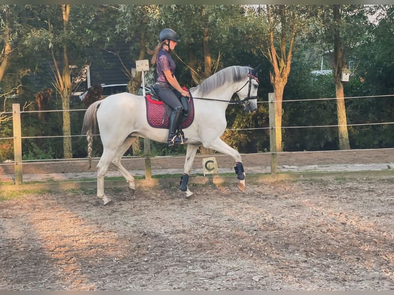 PRE Mestizo Caballo castrado 12 años 167 cm White/Blanco in Leerbroek