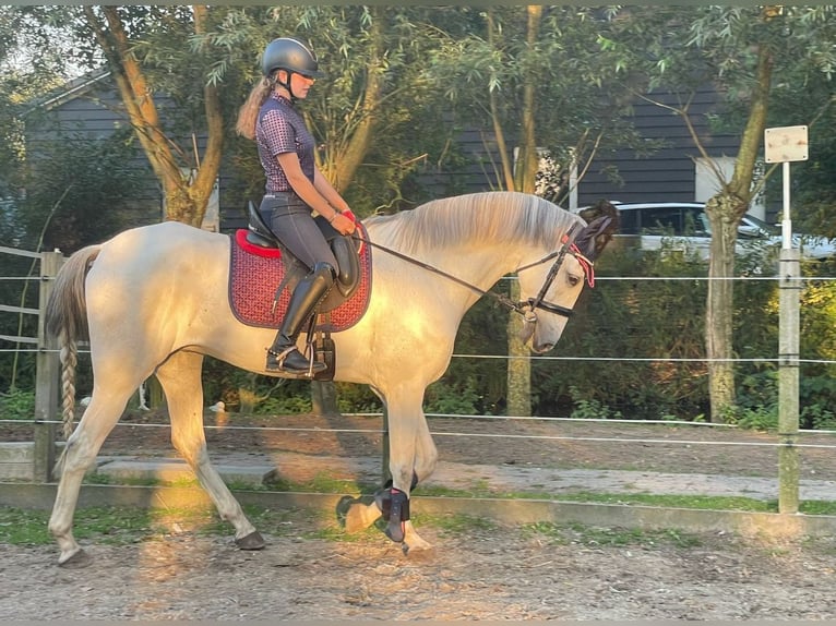 PRE Mestizo Caballo castrado 12 años 167 cm White/Blanco in Leerbroek