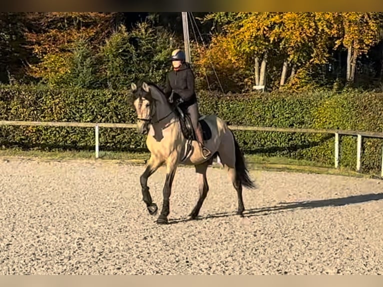 PRE Mestizo Caballo castrado 12 años 168 cm Buckskin/Bayo in Neustadt (Wied)