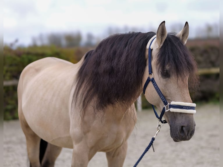 PRE Mestizo Caballo castrado 12 años 168 cm Buckskin/Bayo in Neustadt (Wied)