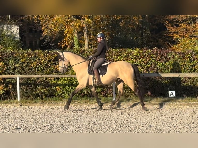 PRE Mestizo Caballo castrado 12 años 168 cm Buckskin/Bayo in Neustadt (Wied)