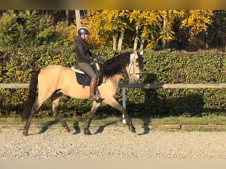 PRE Mestizo Caballo castrado 12 años 168 cm Buckskin/Bayo in Neustadt (Wied)