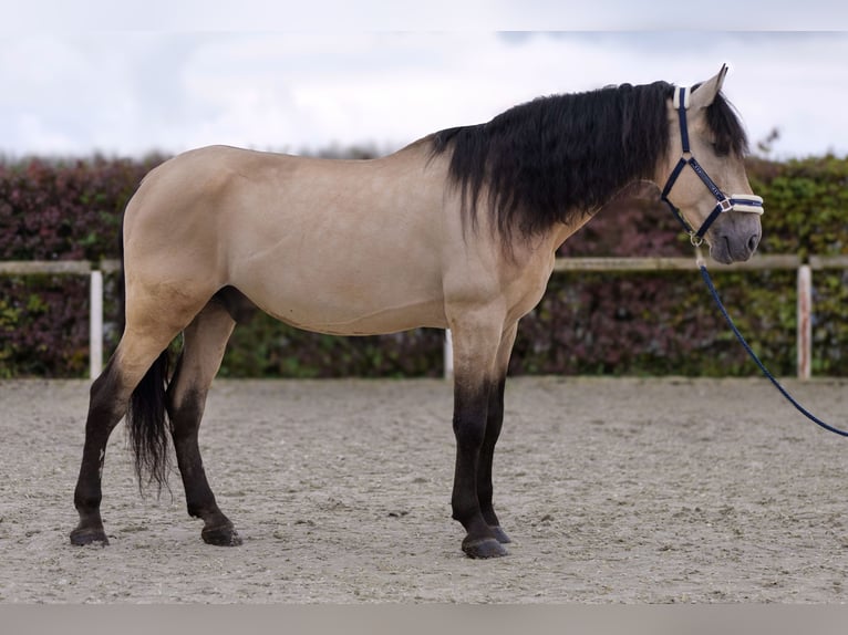 PRE Mestizo Caballo castrado 12 años 168 cm Buckskin/Bayo in Neustadt (Wied)