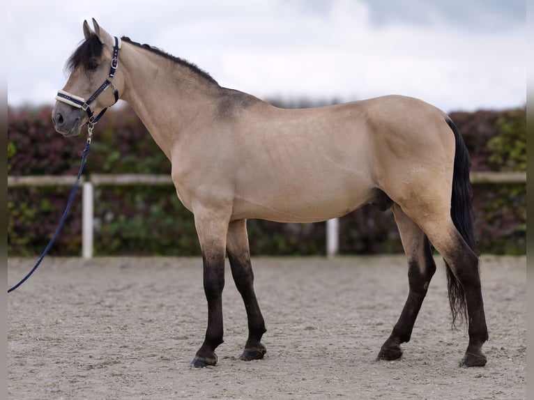 PRE Mestizo Caballo castrado 12 años 168 cm Buckskin/Bayo in Neustadt (Wied)