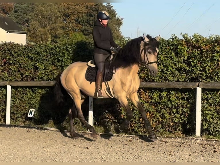 PRE Mestizo Caballo castrado 12 años 168 cm Buckskin/Bayo in Neustadt (Wied)