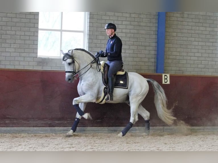 PRE Mestizo Caballo castrado 12 años 168 cm Tordo in Sm