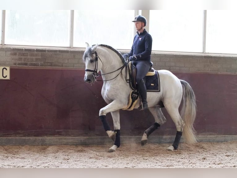 PRE Mestizo Caballo castrado 12 años 168 cm Tordo in Sm