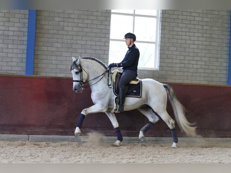 PRE Mestizo Caballo castrado 12 años 168 cm Tordo in Sm