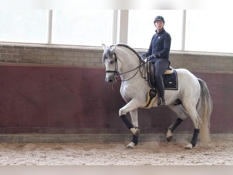 PRE Mestizo Caballo castrado 12 años 168 cm Tordo in Sm