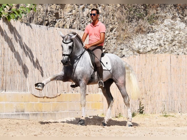 PRE Caballo castrado 12 años 168 cm Tordo in Provinz Malaga