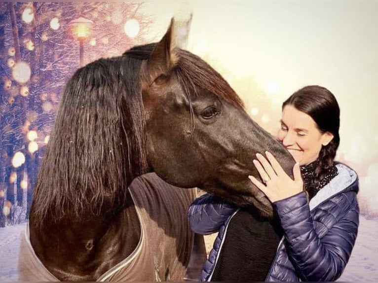 PRE Mestizo Caballo castrado 12 años 169 cm Negro in Luzern