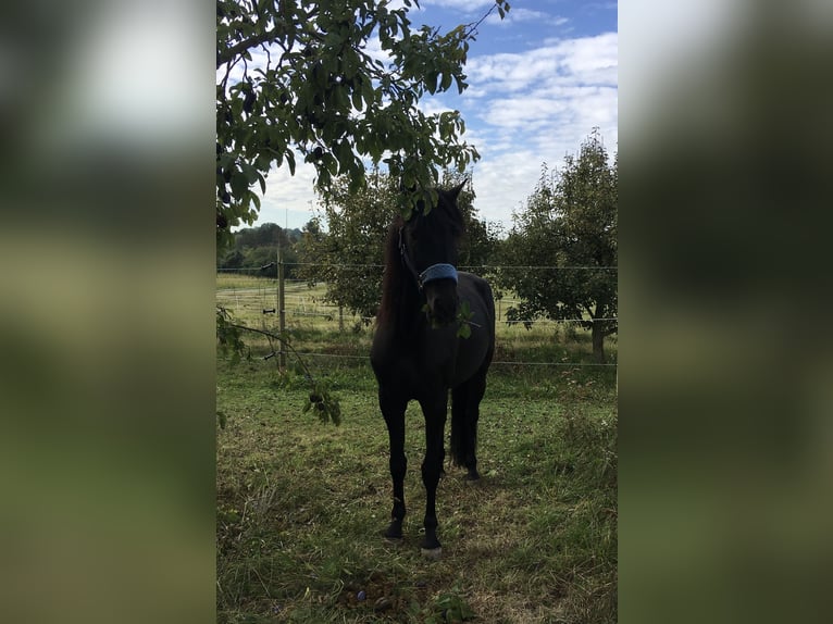 PRE Mestizo Caballo castrado 12 años 170 cm Morcillo in Sommerhausen