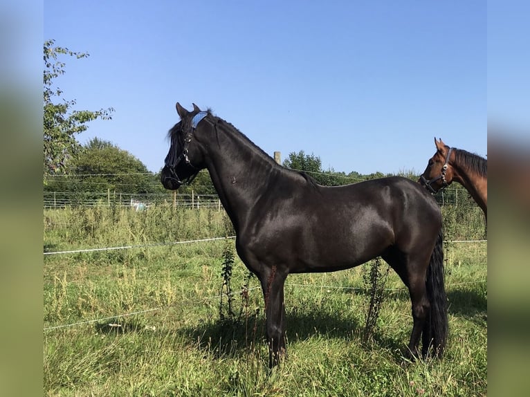 PRE Mestizo Caballo castrado 12 años 170 cm Morcillo in Sommerhausen