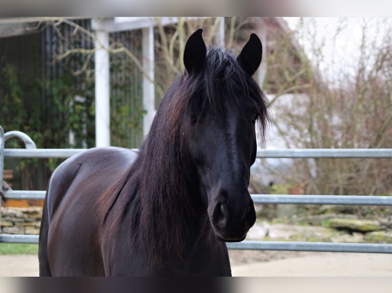 PRE Mestizo Caballo castrado 12 años 170 cm Morcillo in Sommerhausen