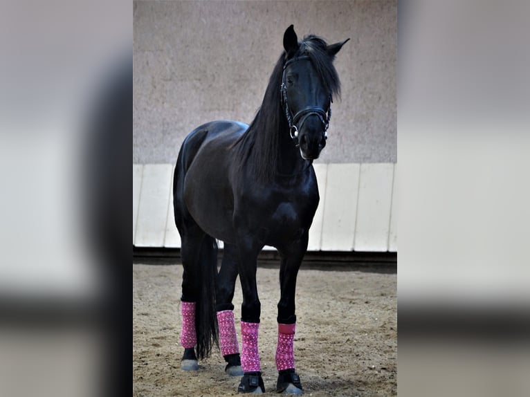 PRE Mestizo Caballo castrado 12 años 170 cm Morcillo in Sommerhausen