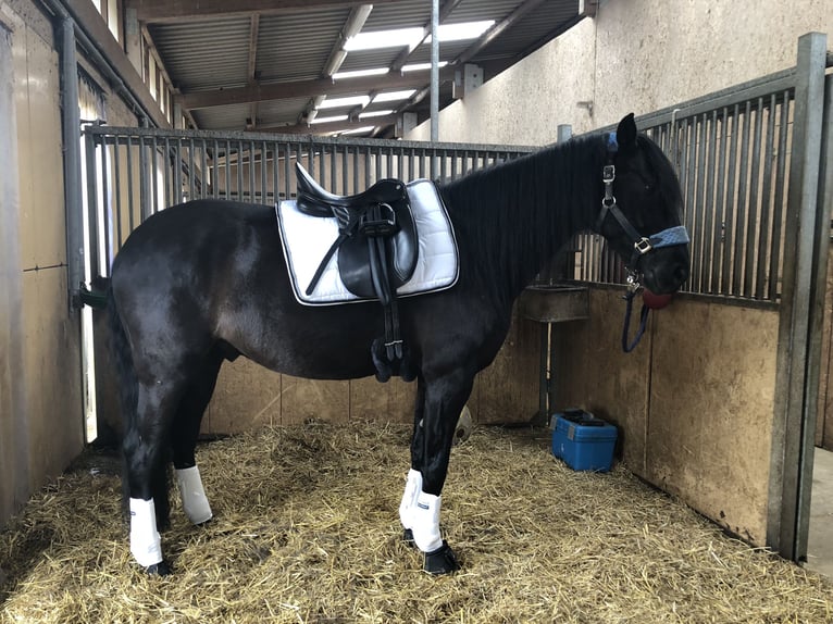 PRE Mestizo Caballo castrado 12 años 170 cm Morcillo in Sommerhausen