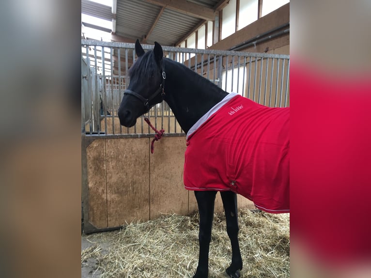 PRE Mestizo Caballo castrado 12 años 170 cm Morcillo in Sommerhausen