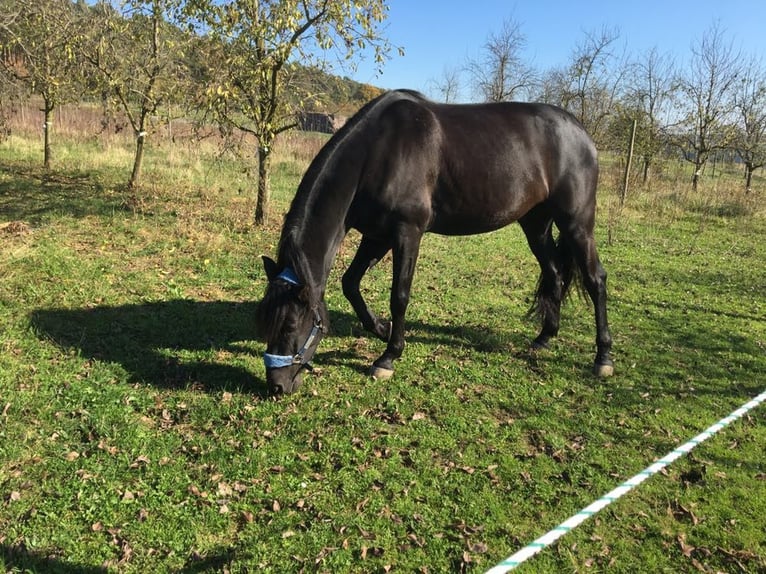 PRE Mestizo Caballo castrado 12 años 170 cm Morcillo in Sommerhausen