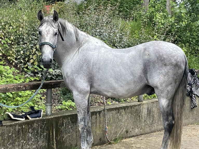 PRE Mestizo Caballo castrado 12 años 173 cm Tordo picazo in Bad Aibling