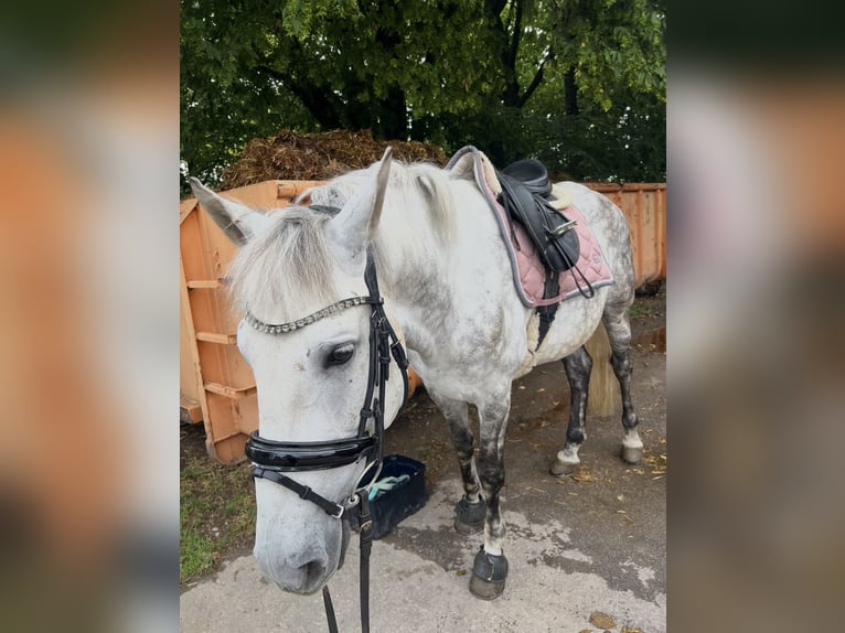 PRE Mestizo Caballo castrado 13 años 152 cm Tordo rodado in Schwendi