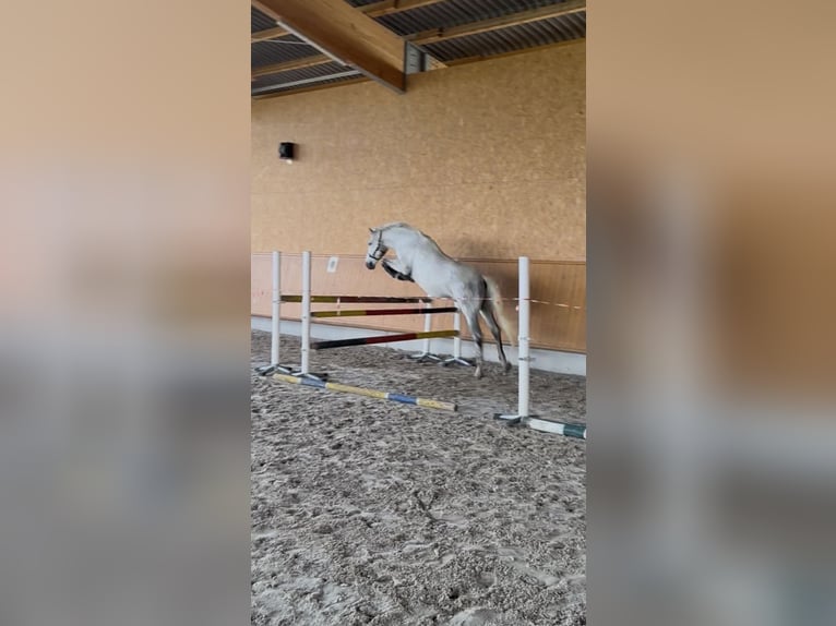 PRE Mestizo Caballo castrado 13 años 152 cm Tordo rodado in Schwendi