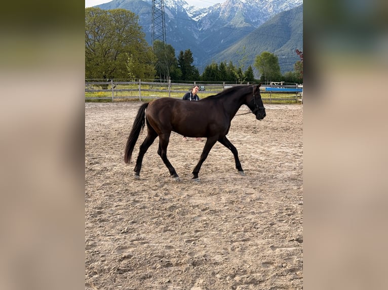 PRE Caballo castrado 13 años 156 cm Negro in Oberperfuss