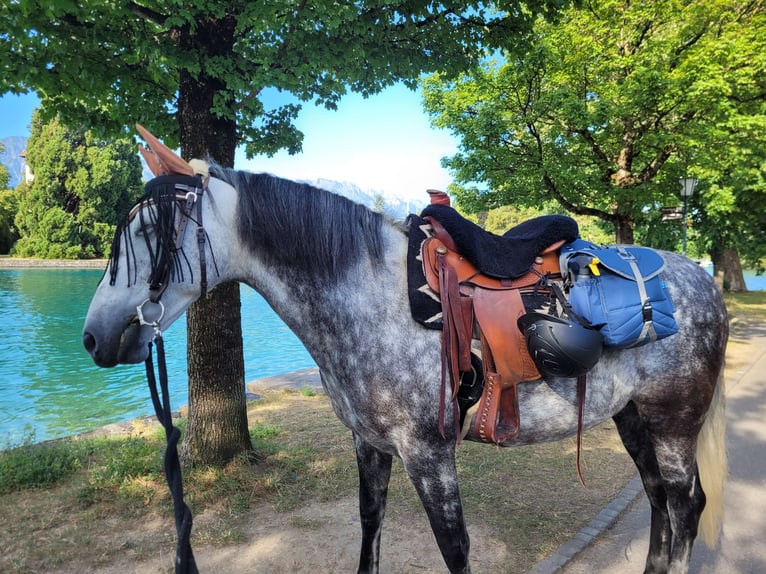 PRE Caballo castrado 13 años 157 cm Tordo rodado in Gümmenen