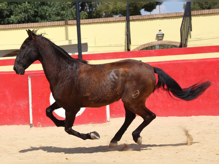 PRE Mestizo Caballo castrado 13 años 160 cm Castaño in Rafelguaraf