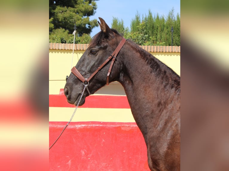 PRE Mestizo Caballo castrado 13 años 160 cm Castaño in Rafelguaraf