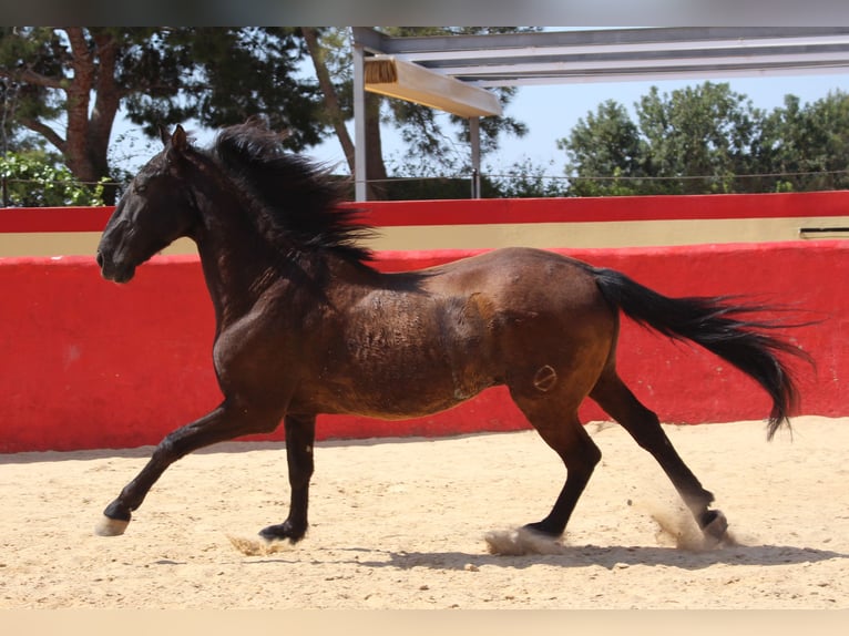 PRE Mestizo Caballo castrado 13 años 160 cm Castaño in Rafelguaraf