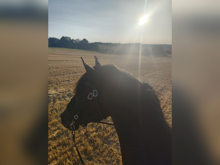 PRE Mestizo Caballo castrado 13 años 160 cm Negro in Klipphausen