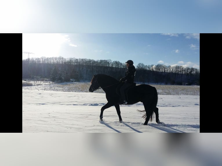 PRE Caballo castrado 13 años 160 cm Negro in Klipphausen