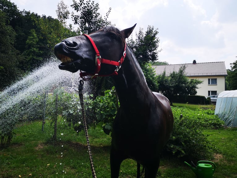 PRE Mestizo Caballo castrado 13 años 160 cm Negro in Klipphausen