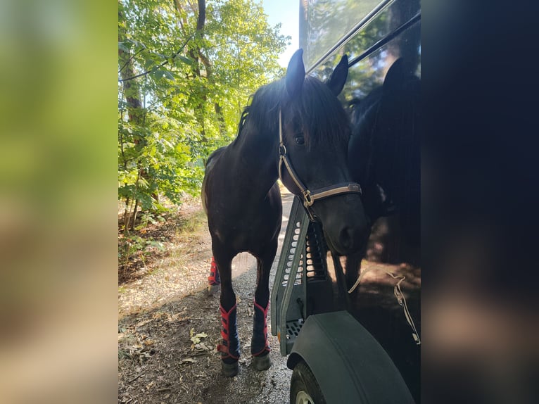 PRE Mestizo Caballo castrado 13 años 160 cm Negro in Klipphausen