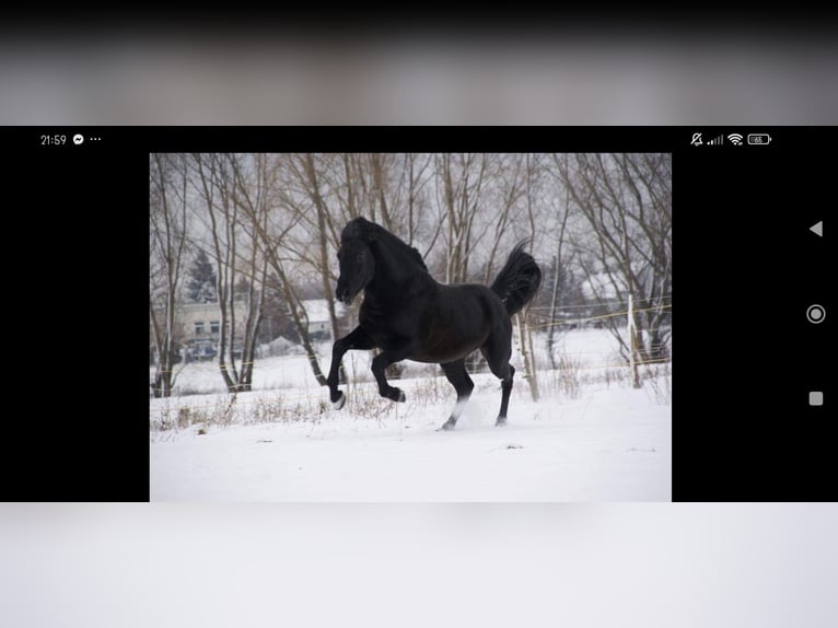 PRE Mestizo Caballo castrado 13 años 160 cm Negro in Klipphausen