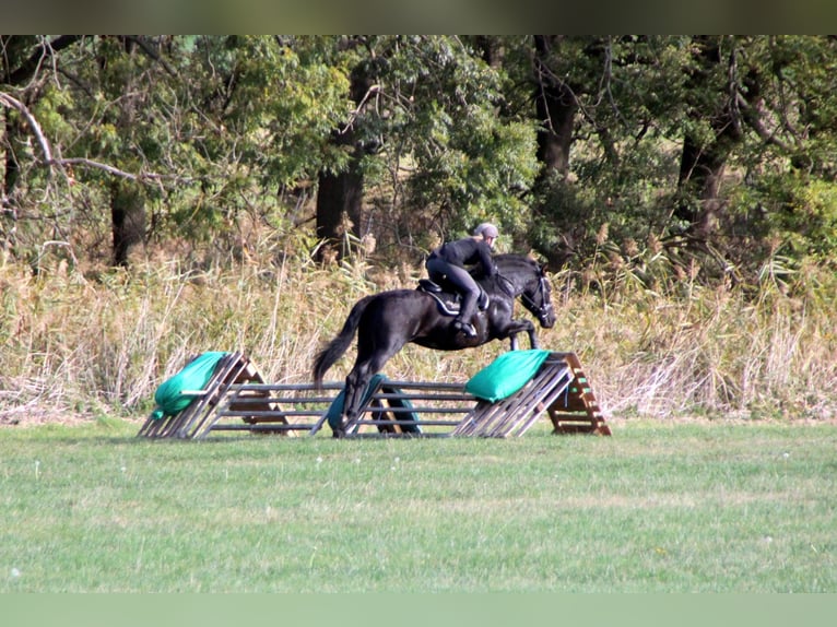 PRE Mestizo Caballo castrado 13 años 160 cm Negro in Klipphausen