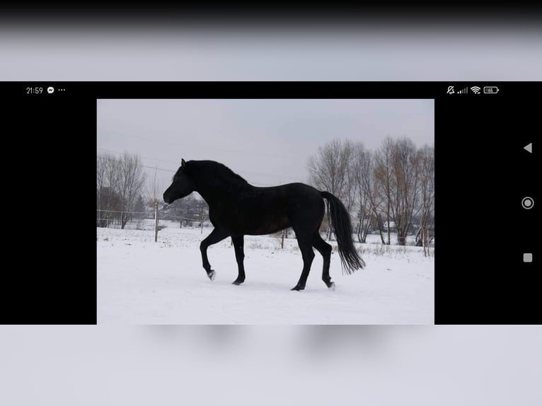 PRE Mestizo Caballo castrado 13 años 160 cm Negro in Klipphausen