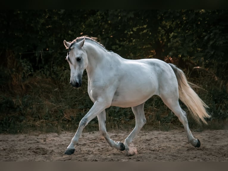 PRE Caballo castrado 13 años 160 cm Tordo in AlzeyEnsheim