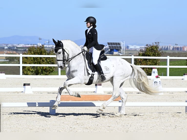 PRE Caballo castrado 13 años 160 cm Tordo in Torrelaguna, Madrid