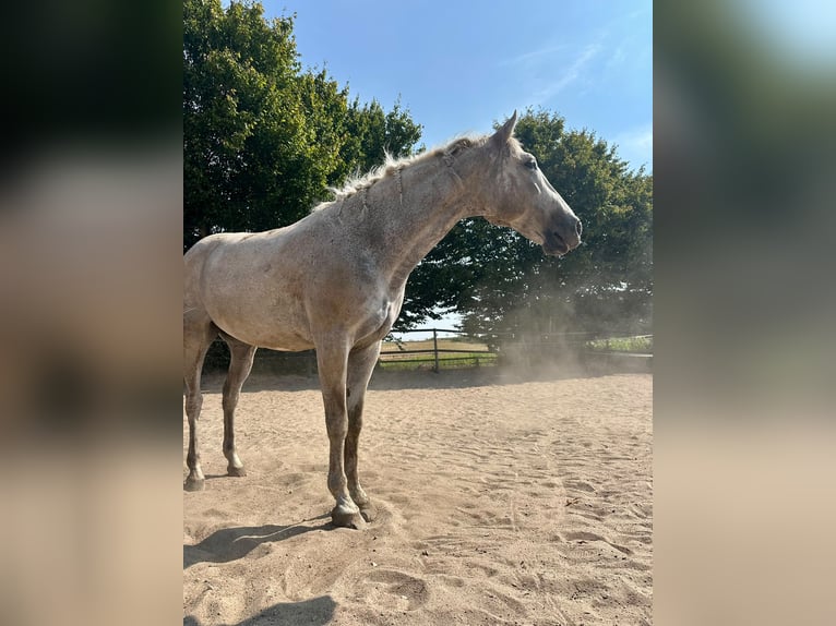 PRE Mestizo Caballo castrado 13 años 160 cm Tordo picazo in Heinsberg